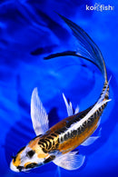 8.5" KIN KIKOKURYU BUTTERFLY
