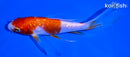 5.5" GINRIN KOHAKU BUTTERFLY