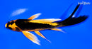 6.25" KIN ORENJI MATSUBA BUTTERFLY