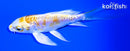 4.75" DOITSU LEMON HARIWAKE BUTTERFLY