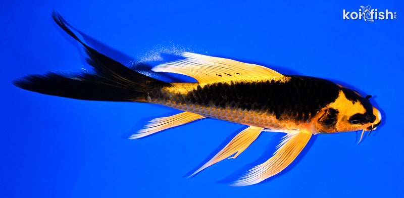 Butterfly Koi for Sale | Buy Butterfly Koi Online | Koi Fish USA