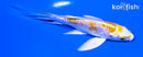 4.75" DOITSU LEMON HARIWAKE BUTTERFLY