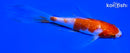 5.5" GINRIN KOHAKU BUTTERFLY