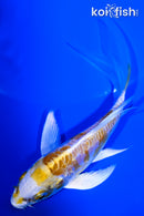4.75" DOITSU LEMON HARIWAKE BUTTERFLY