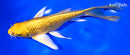 7.75" GINRIN YAMABUKI OGON BUTTERFLY