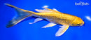 7.75" GINRIN YAMABUKI OGON BUTTERFLY