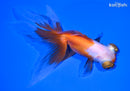 5.75" TELESCOPE FANTAIL GOLDFISH
