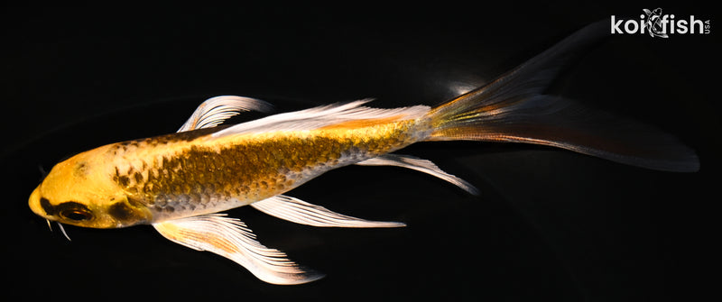 5.5" KUJAKU BUTTERFLY