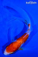 5.5" GINRIN KOHAKU BUTTERFLY