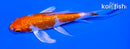 4.5" GINRIN HARIWAKE BUTTERFLY