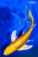 7.75" GINRIN YAMABUKI OGON BUTTERFLY