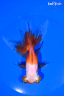 5.75" TELESCOPE FANTAIL GOLDFISH
