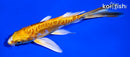 5.75" ARAGOKE YAMABUKI OGON BUTTERFLY