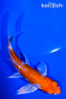 4.5" GINRIN HARIWAKE BUTTERFLY