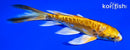 5.75" ARAGOKE YAMABUKI OGON BUTTERFLY