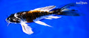 8.5" BENI GINGA BUTTERFLY