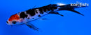 4.5" SHOWA BUTTERFLY