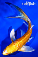 5.75" ARAGOKE YAMABUKI OGON BUTTERFLY