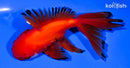 5.25" ORANDA GOLDFISH