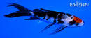 4.5" SHOWA BUTTERFLY
