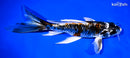 8.5" BENI GINGA BUTTERFLY