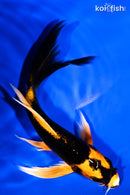 6.25" KIN ORENJI MATSUBA BUTTERFLY