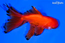 5.25" ORANDA GOLDFISH