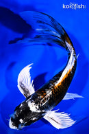 8.5" BENI GINGA BUTTERFLY