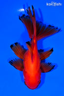 5.25" ORANDA GOLDFISH