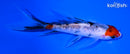 5.25" SANKE BUTTERFLY