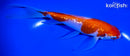6.75" GINRIN KOHAKU BUTTERFLY