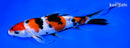 8" SANKE BUTTERFLY