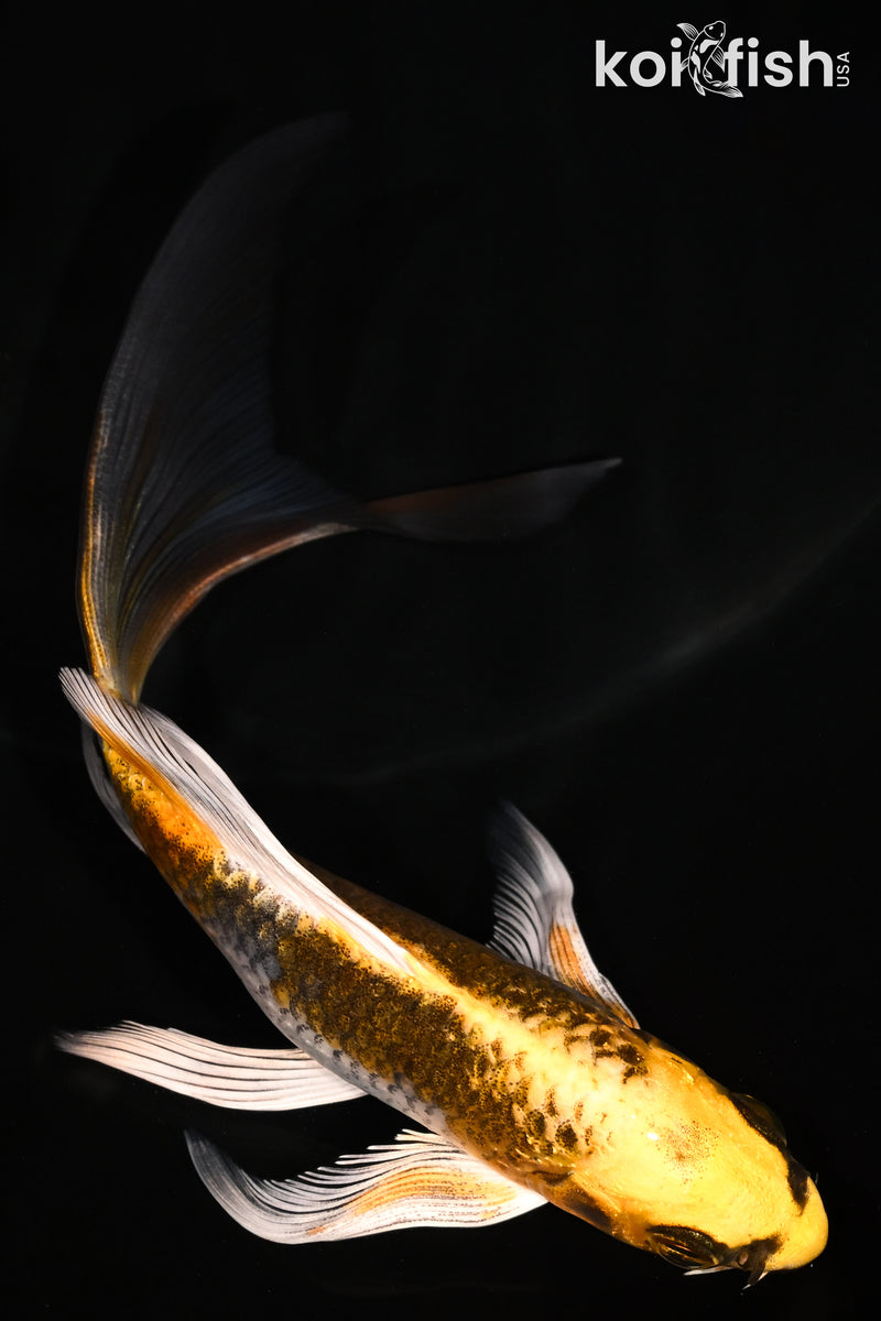 5.5" KUJAKU BUTTERFLY