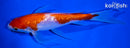 6.75" GINRIN KOHAKU BUTTERFLY