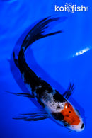 4.5" SHOWA BUTTERFLY