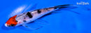 5.25" SANKE BUTTERFLY