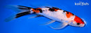 8" SANKE BUTTERFLY
