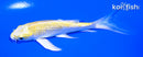 4.5" GINRIN YAMABUKI OGON BUTTERFLY