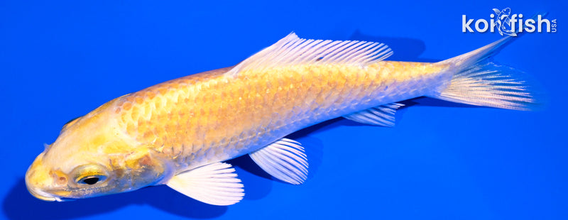 5" YAMABUKI OGON