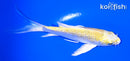 4.5" GINRIN YAMABUKI OGON BUTTERFLY