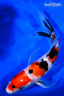8" SANKE BUTTERFLY