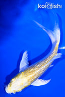 4.5" GINRIN YAMABUKI OGON BUTTERFLY