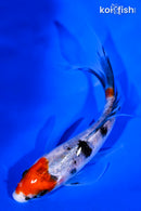 5.25" SANKE BUTTERFLY