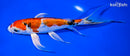 8" HEISEI NISHIKI BUTTERFLY