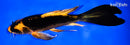 8.75" ORENJI MATSUBA BUTTERFLY