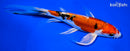 8" HEISEI NISHIKI BUTTERFLY
