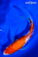 6.75" GINRIN KOHAKU BUTTERFLY