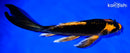 8.75" ORENJI MATSUBA BUTTERFLY