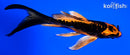 5.25" DOITSU ORENJI MATSUBA BUTTERFLY