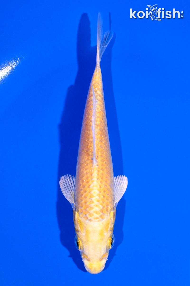5" YAMABUKI OGON